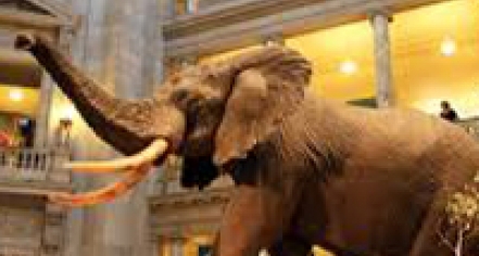 Smithsonian National Museum Of Natural History